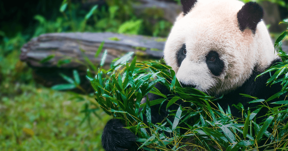 As it turns out, China was more serious about pandas than anyone else was.