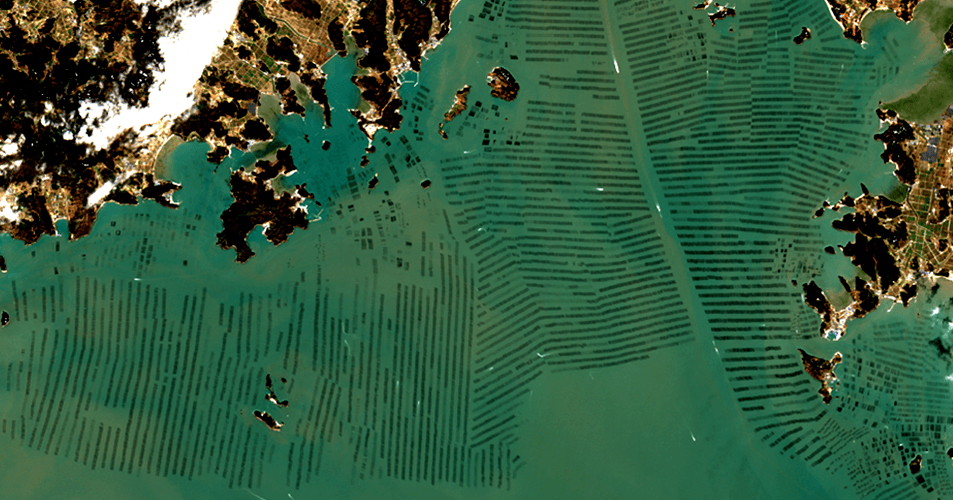 The price of seaweed is going through the roof. Can we resist climate inflation?